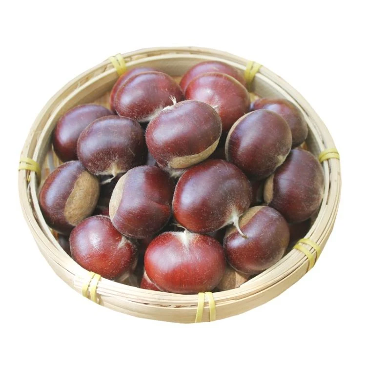 新鲜 带壳生板栗500g±50g/份
