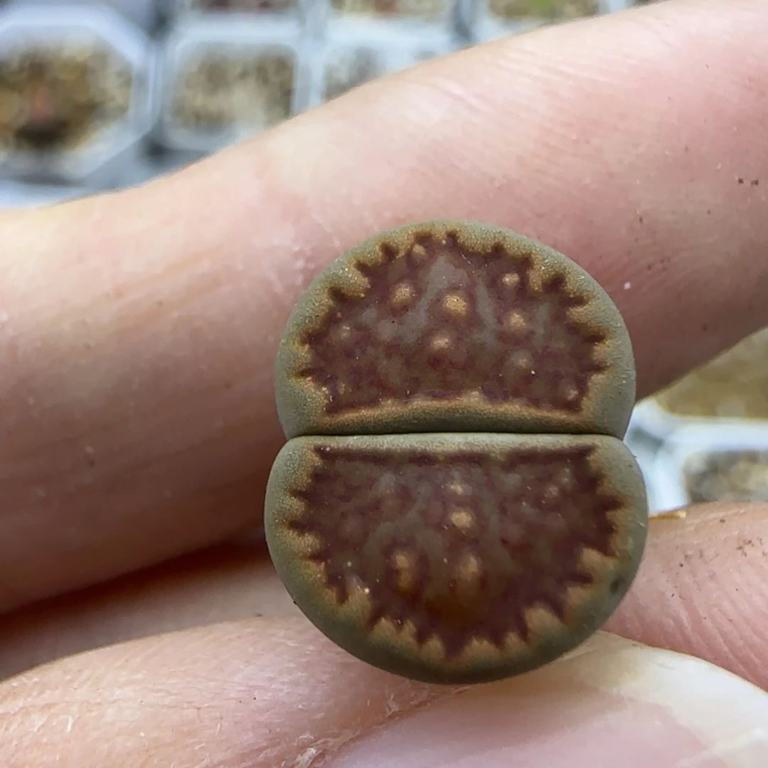 200饼干清框福利30包邮