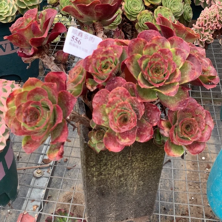 556玫瑰多肉植物特价