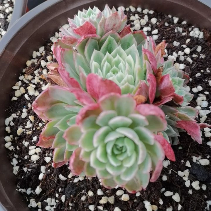 沙漠玫瑰白覆轮锦群刚长根