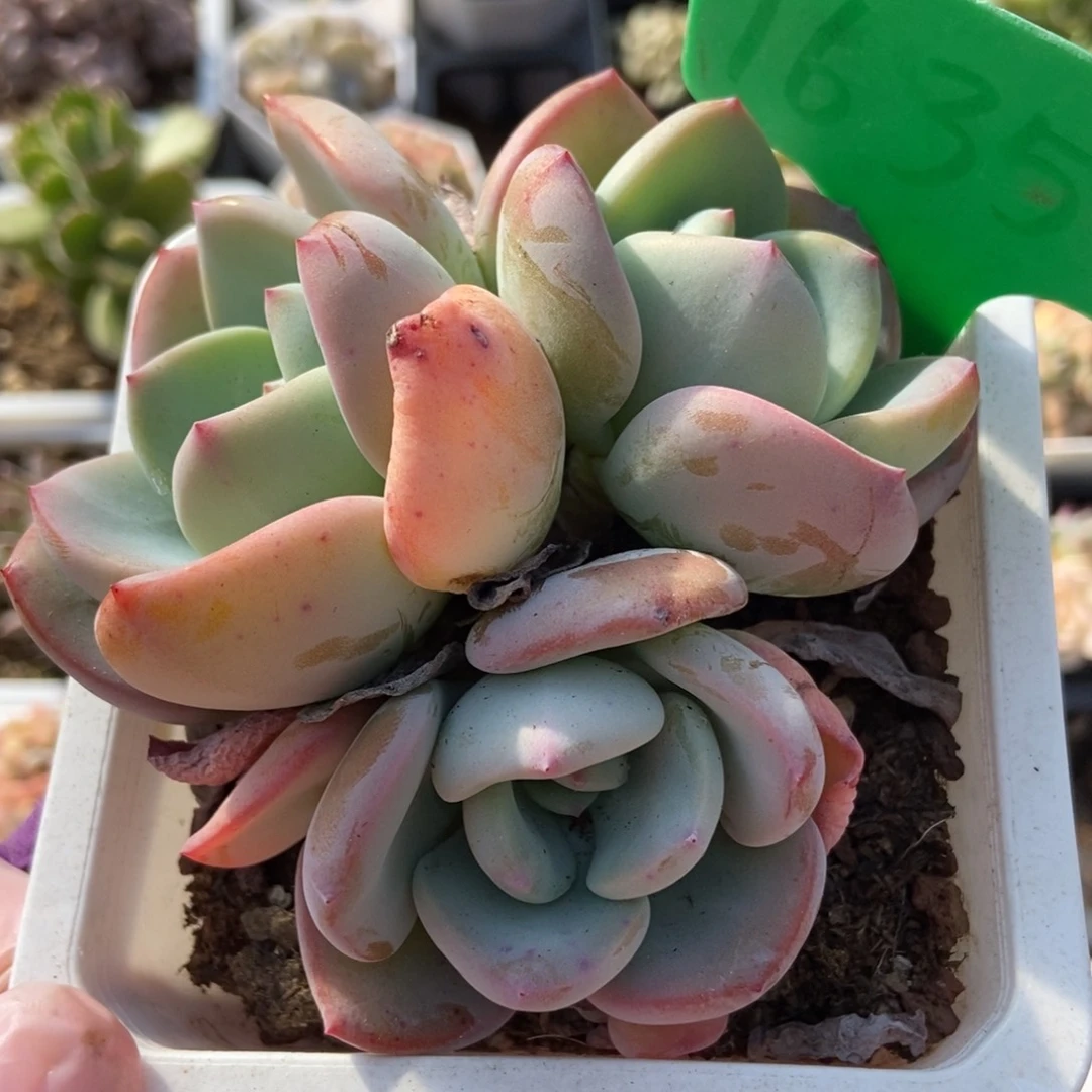 1635白月光多肉植物保护