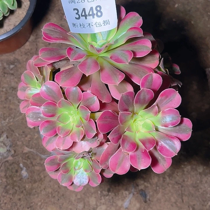3448美杜莎多肉植物