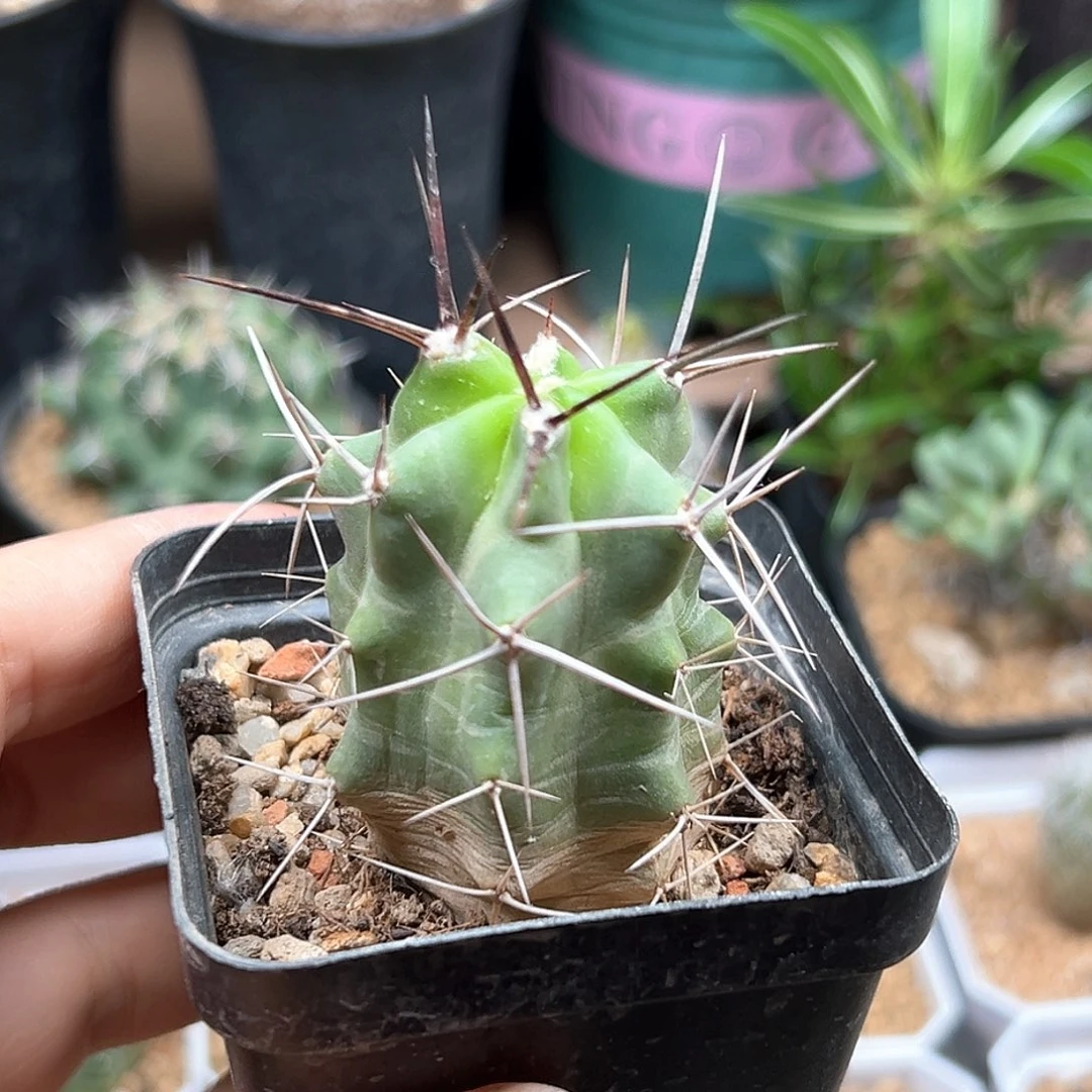 无花朵实生少刺篝火虾一颗