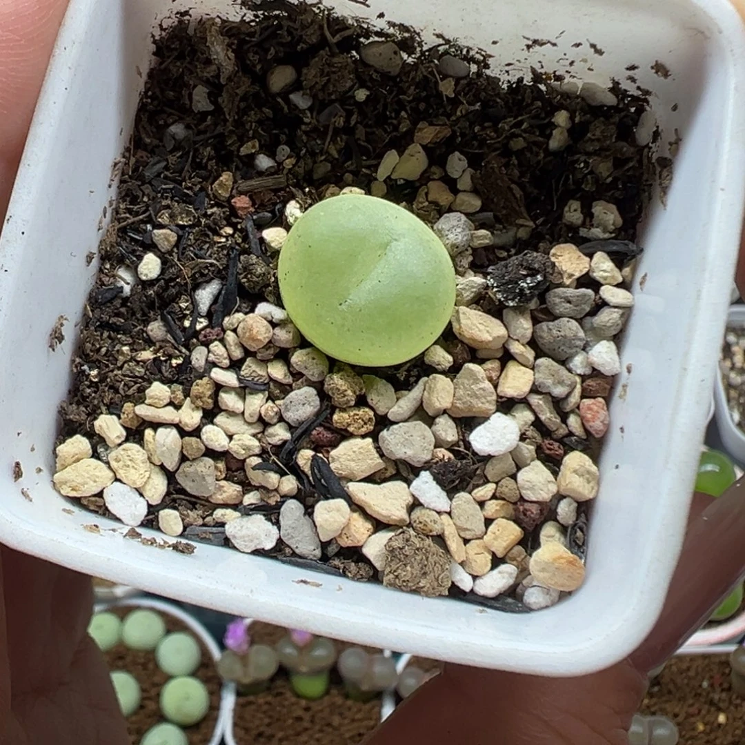 169紫皮拉登带盆土发货