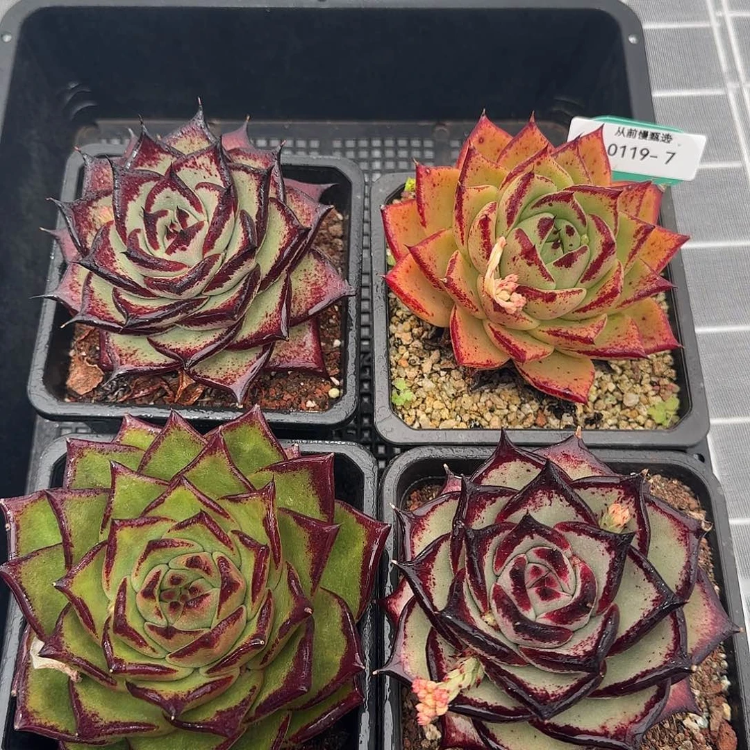 从前慢甄选多肉0119-7