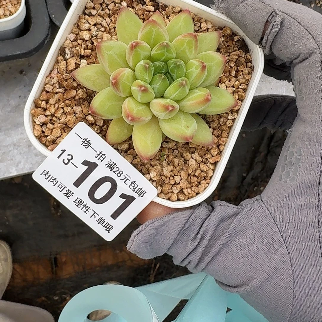 胖体青花瓷无盆土发货无盆土发货无