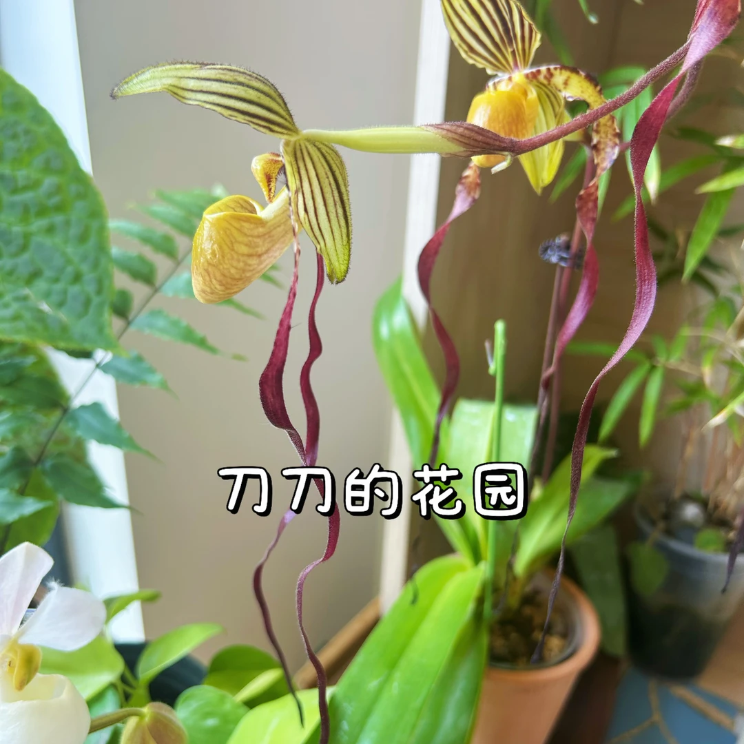 刀刀的花园【麦克】兜兰人工育种稀有多花，叶微瑕