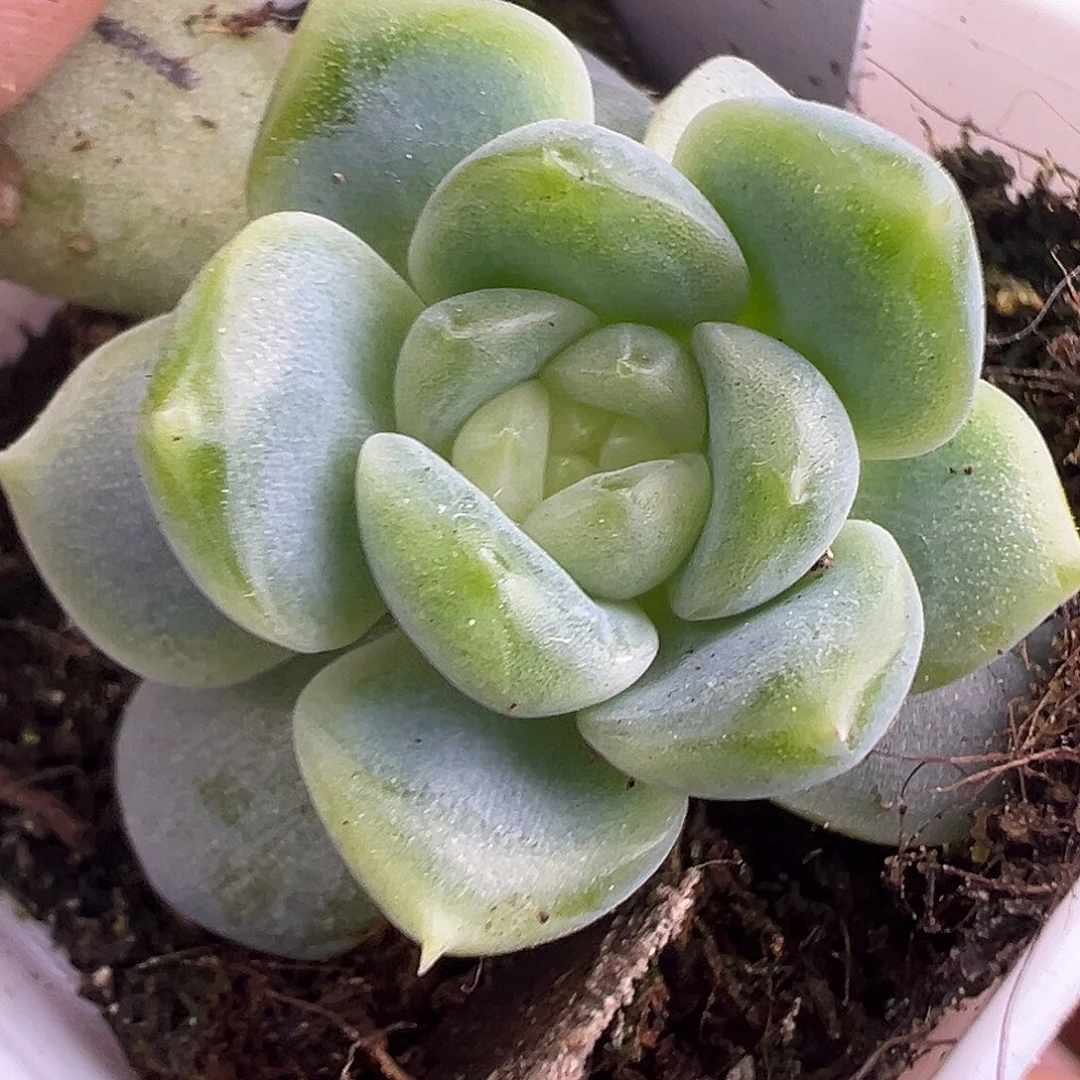 今禾。