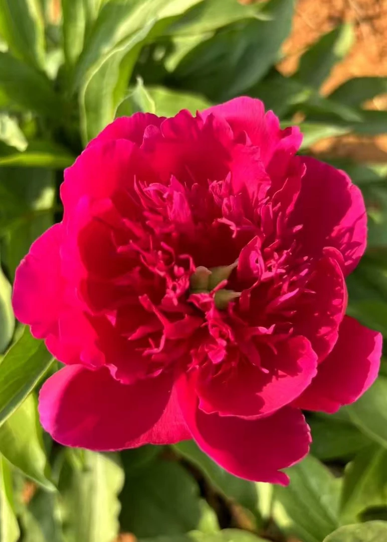 朱砂判 芍药 国产2-3芽