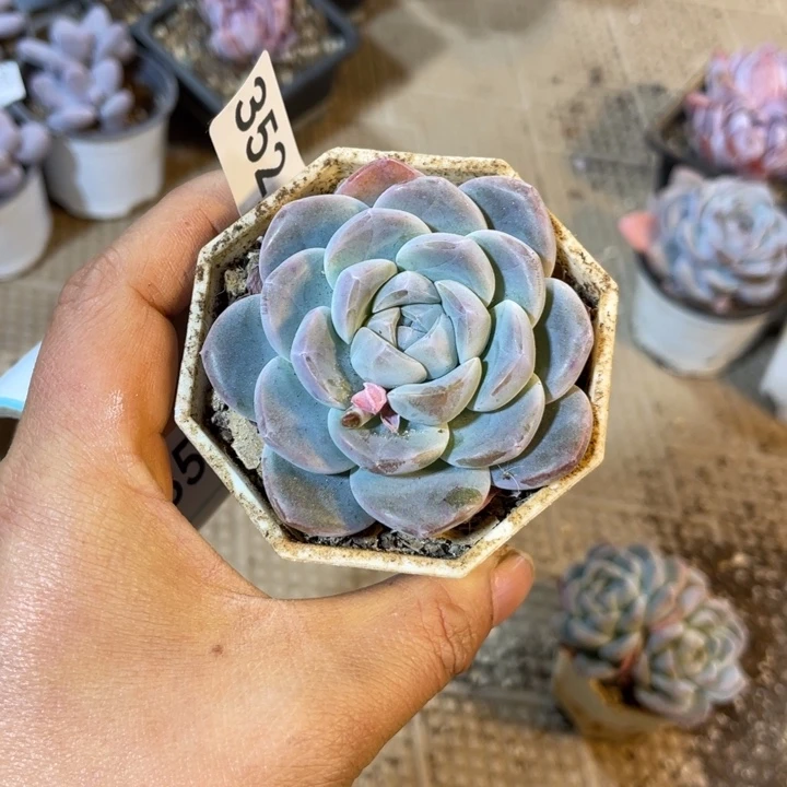 三颗冰玉量拍满20包邮脱土发货