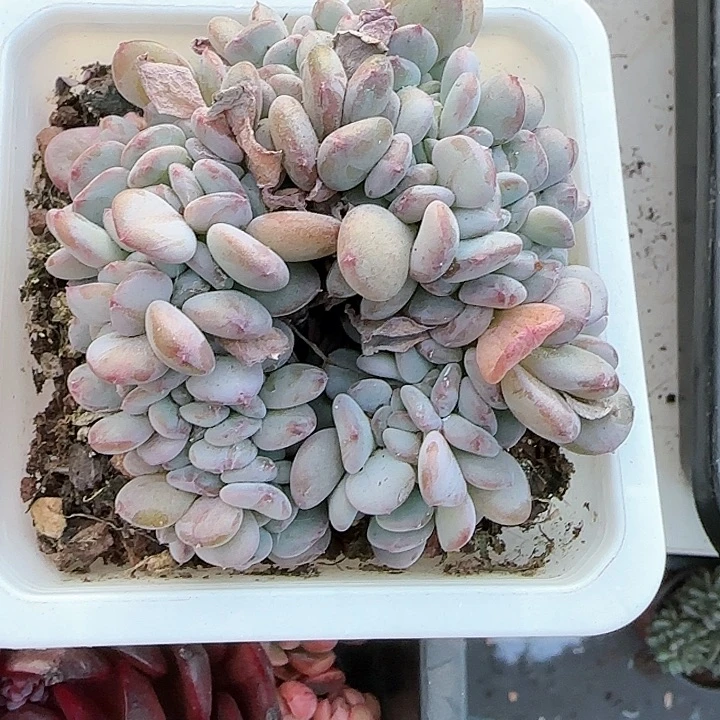 青蛙王子儿童牙膏211