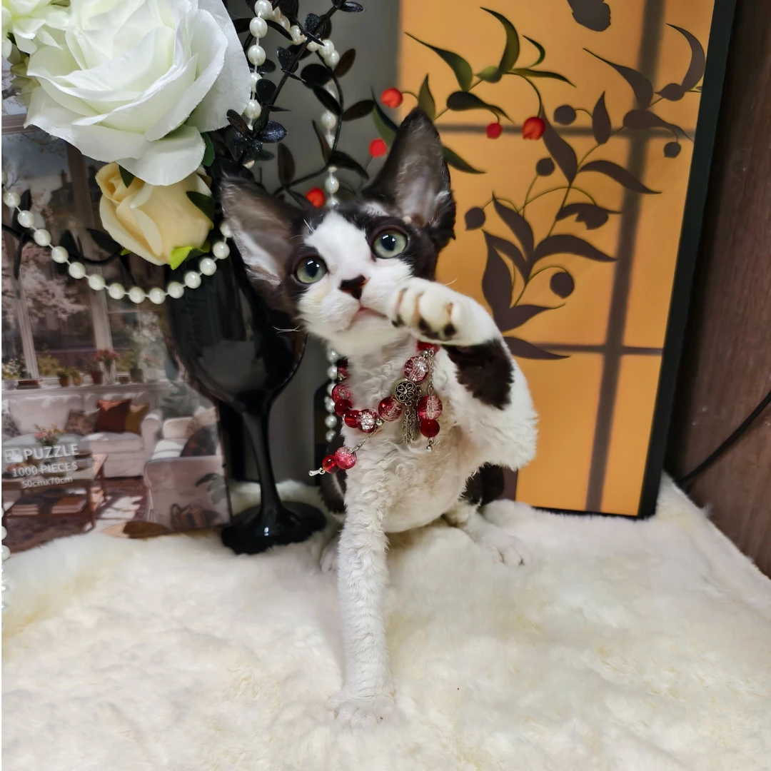 万万的德文卷儿猫--黑白米奇妹妹