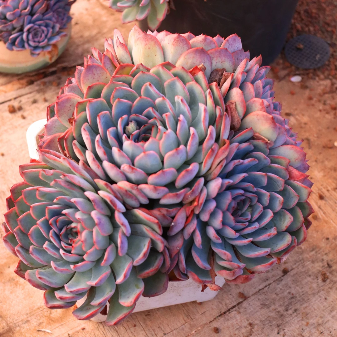 【猎户座大手捧多肉】脱土发货满15元包邮阳台植物盆栽