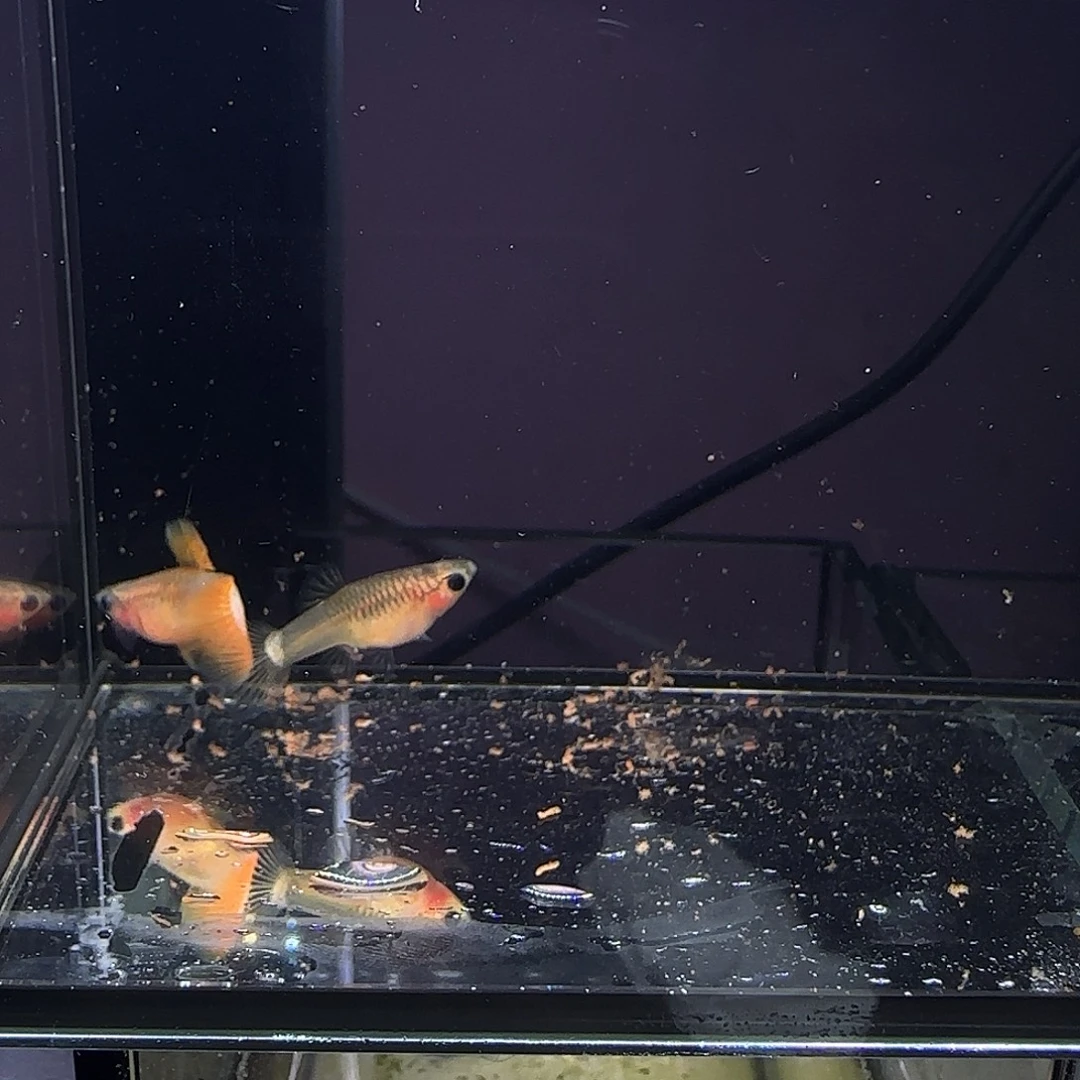 孔雀鱼粉猫一对！！！