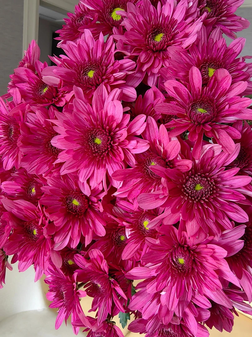 波多利紫小雏菊一把  云南基地鲜花   家养    水养