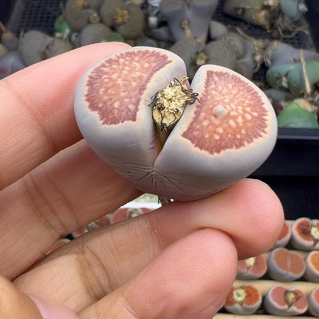 2980美菊福利清了