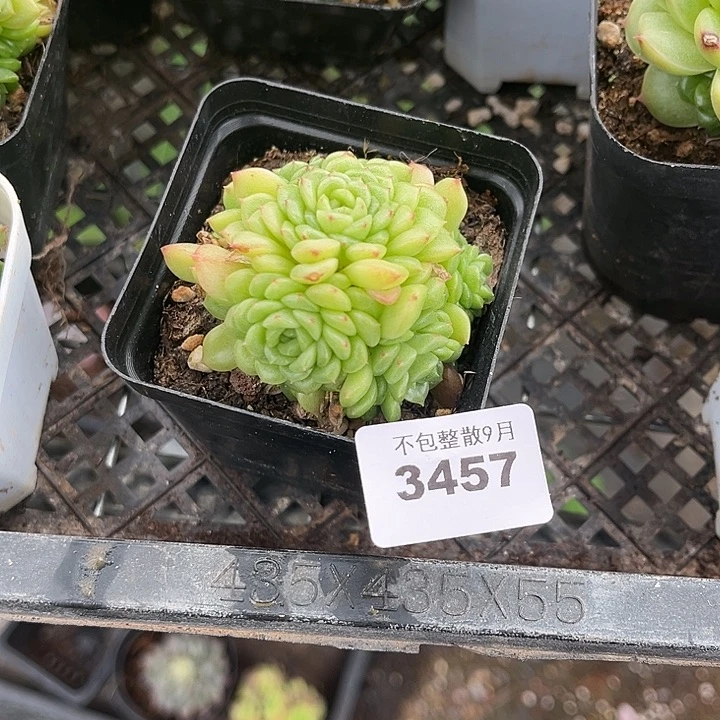 阿雅园艺。      3457珍珠珍妮