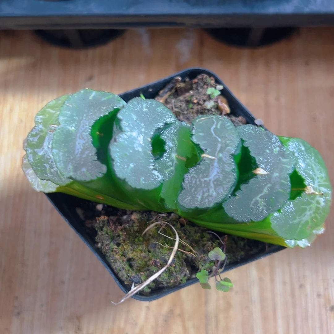 玉扇多肉多肉多肉1