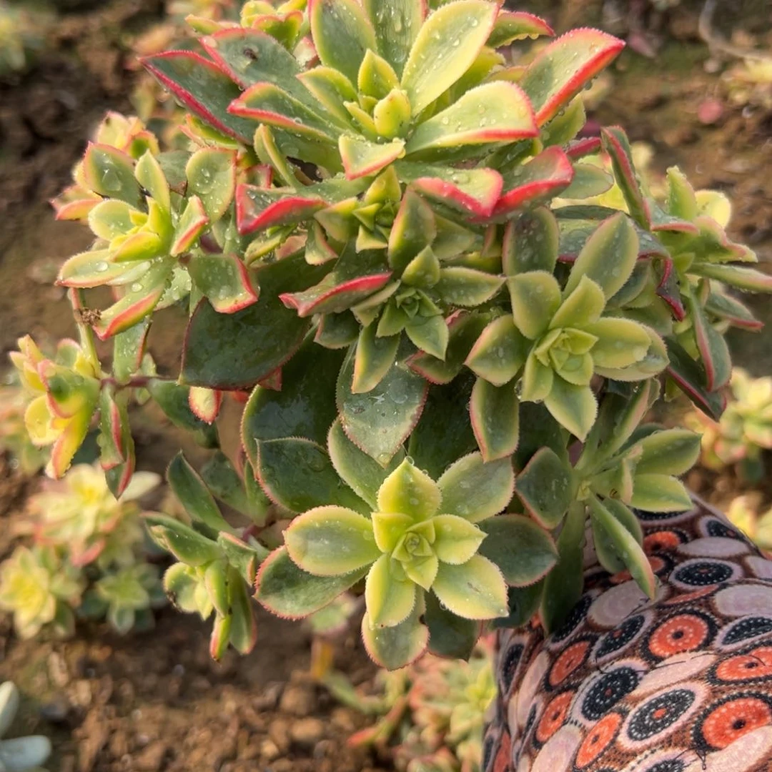 多肉植物艳日灰多头