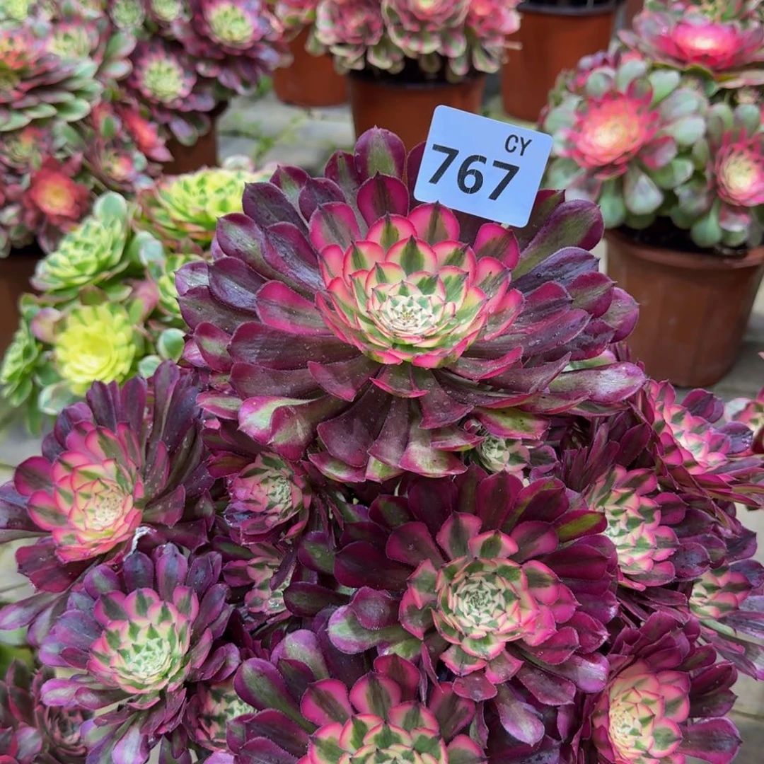 多肉植物767红桐柏