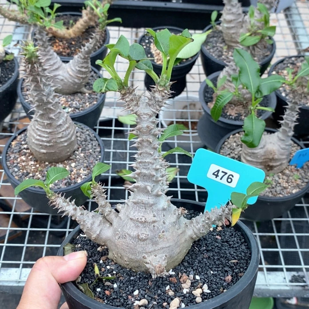温莎甁干多肉植物