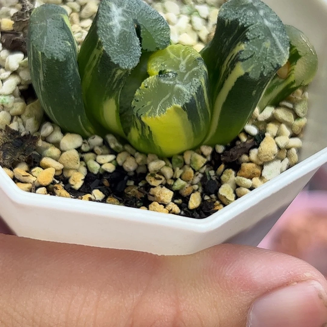 火山玉扇锦十二卷多肉植物