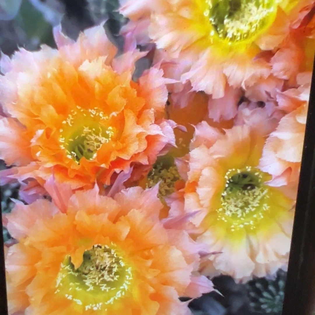 彩草 069侧芽 满20包邮