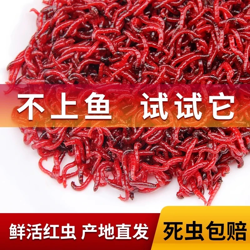 【今日特价】红虫钓鱼活饵虫皇开制开饵料肉夹馍伴侣红虫夹挂钩鱼饵