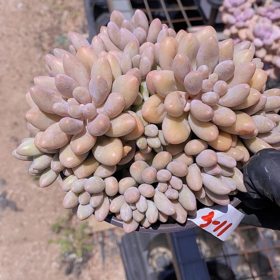 3-11- 一物一拍 汤圆大群福利一颗 量拍