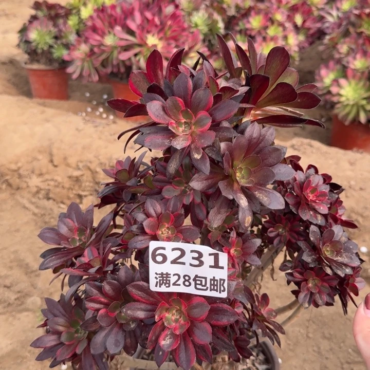 6231一号棚香奈尔砍头丛林B