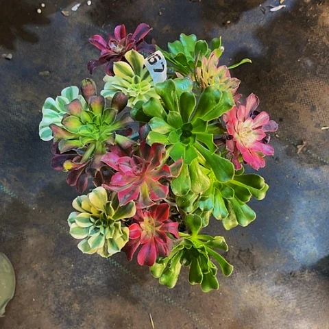 利***法师嫁接的法师法师67