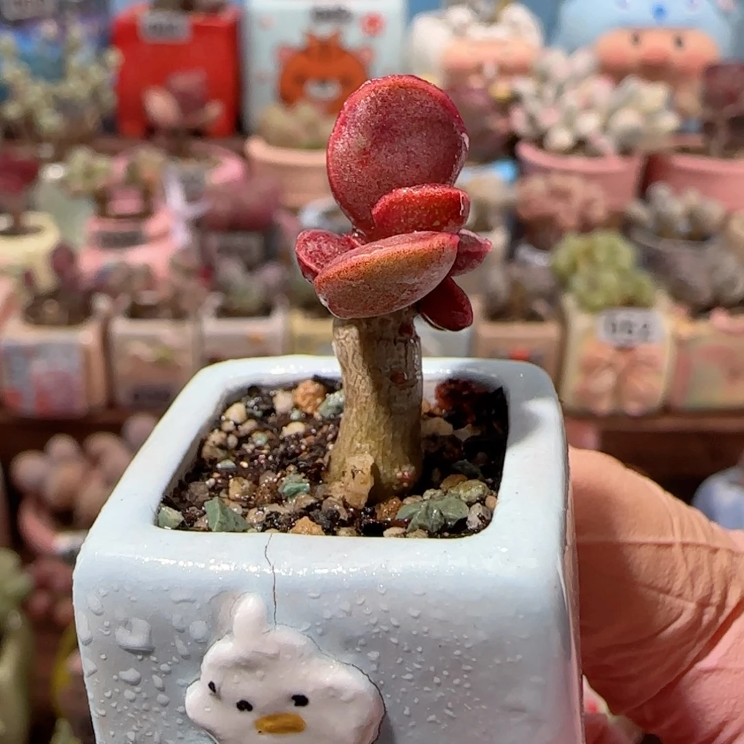 厚叶红舒题 盆口2cm