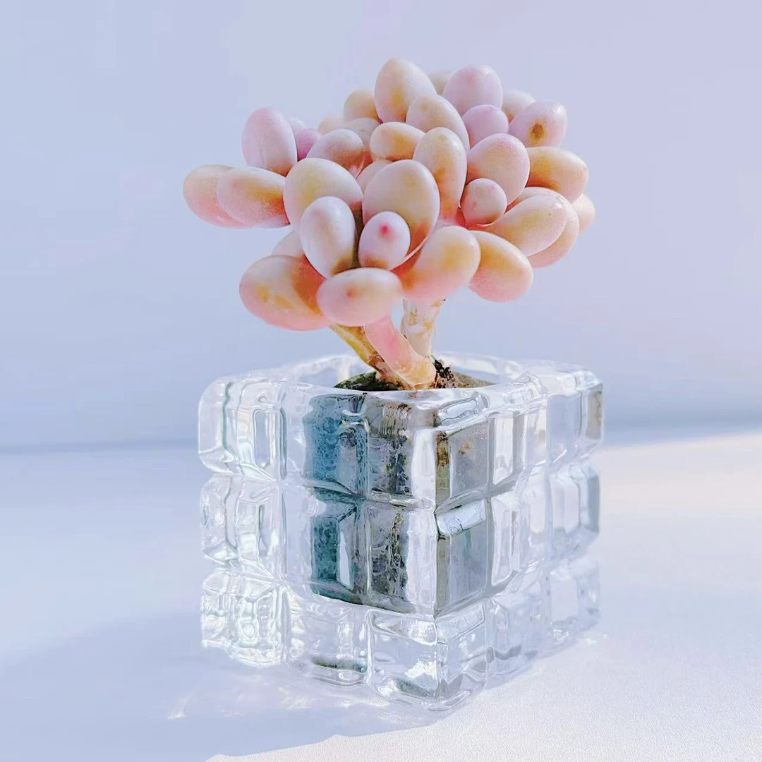 精品无土多肉-圆滚滚桃蛋【所见即所得】