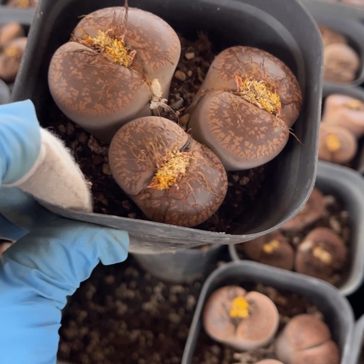 三头日轮8888888888