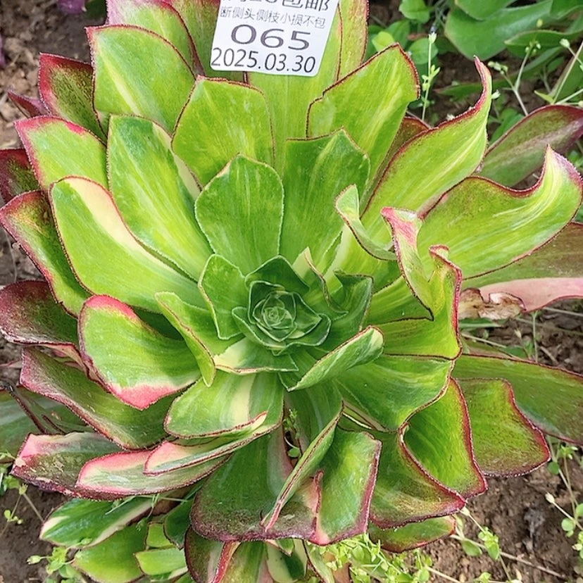 【闪购商品】3.30-65魅影七彩多肉植物