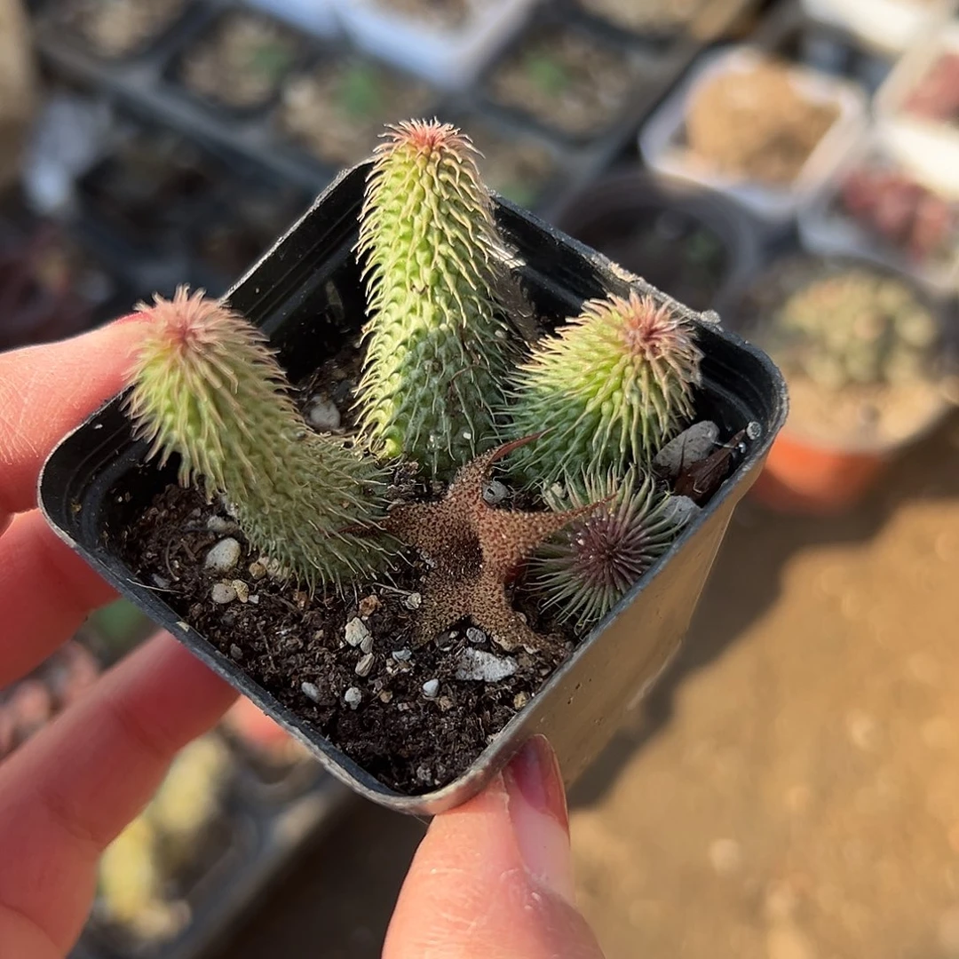 多肉植物啊修罗群