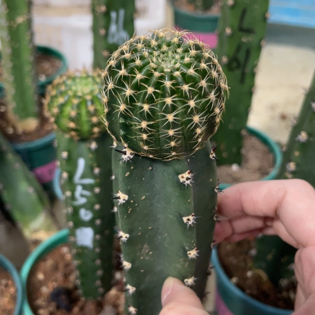 新品丽花L39母本袖铺