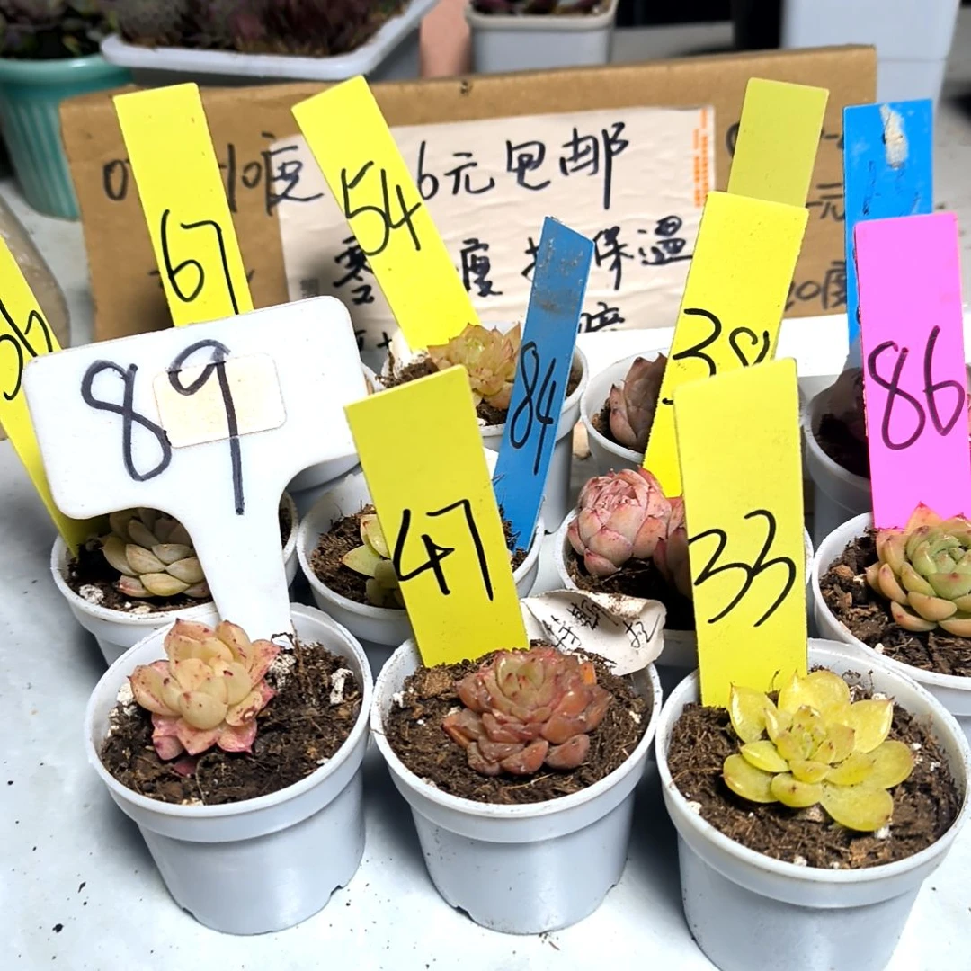 满6元包邮，10棵不同麦秆小小小