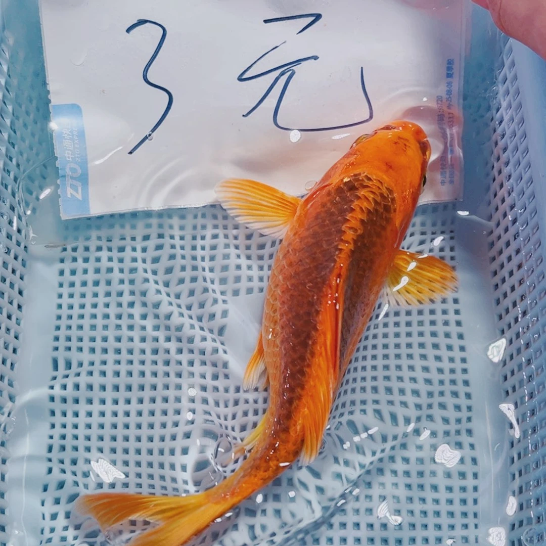 海水鱼锦鲤观赏鱼