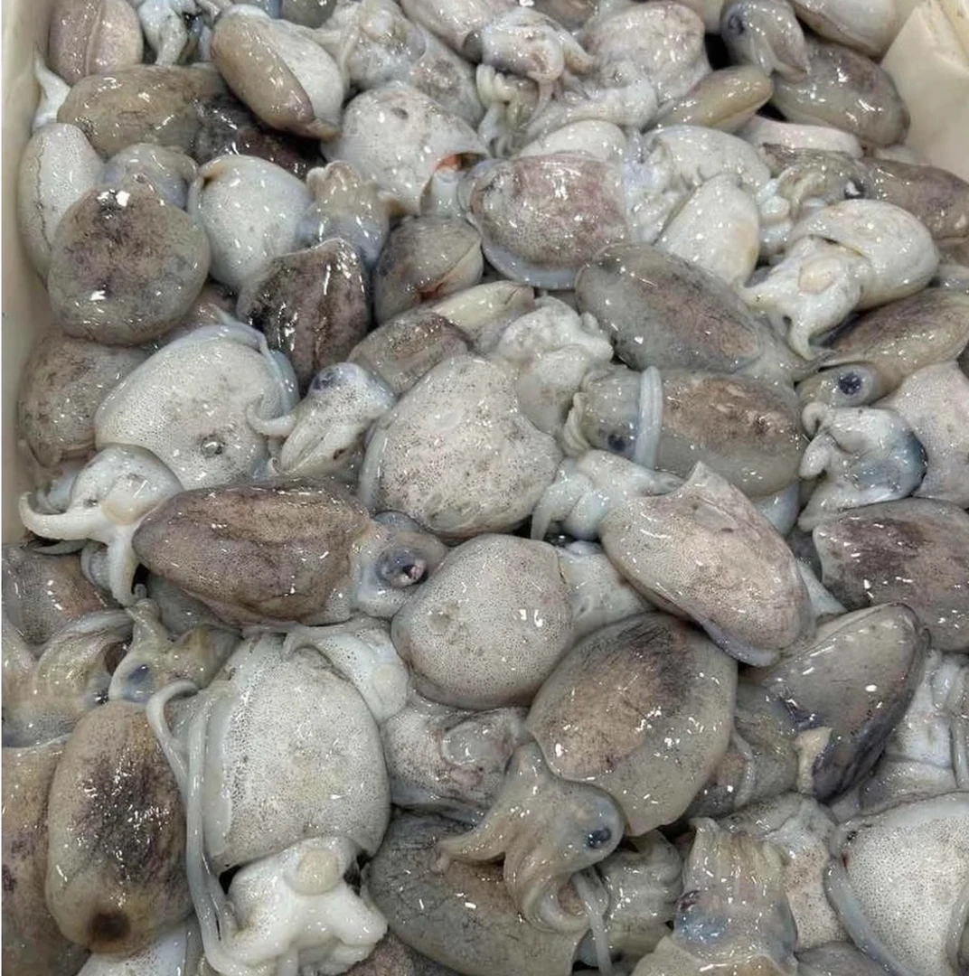 新鲜墨鱼5斤 顺丰包邮 厦门发货