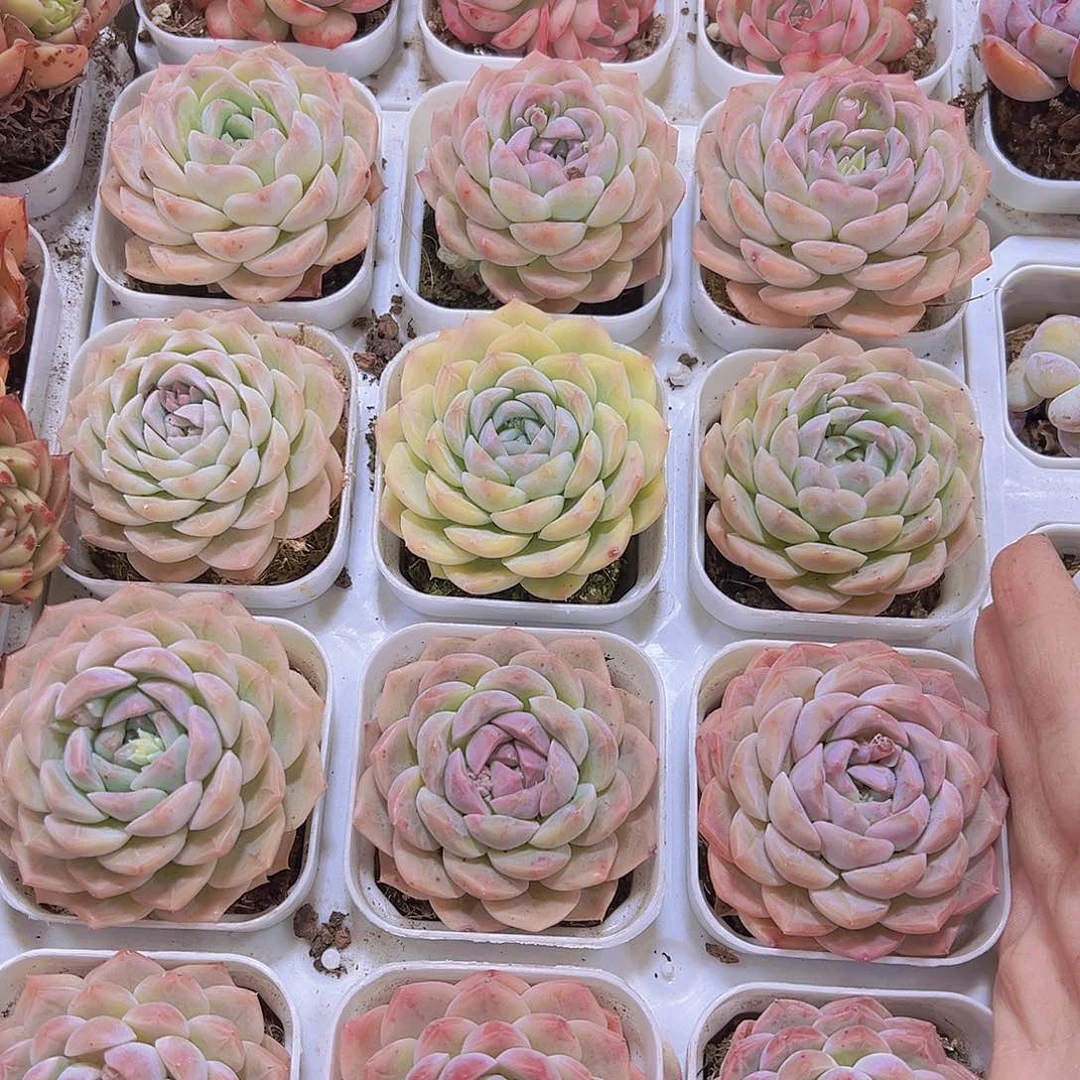 单头绿心19包邮多肉