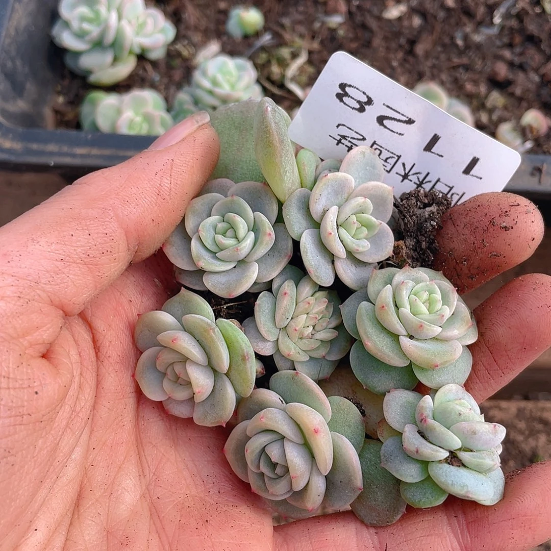 多肉植物多肉植物1128