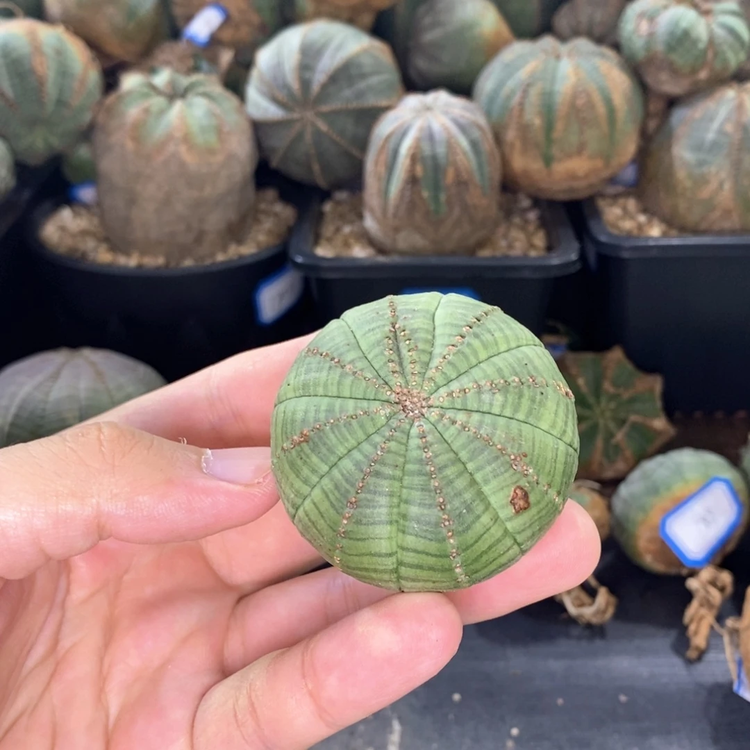 9 欧系实生布纹球多肉植物