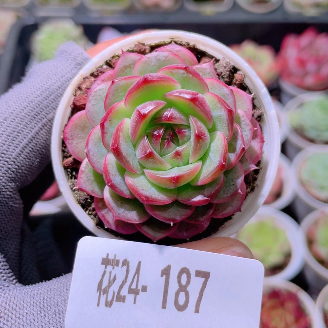 花利美24-187新品