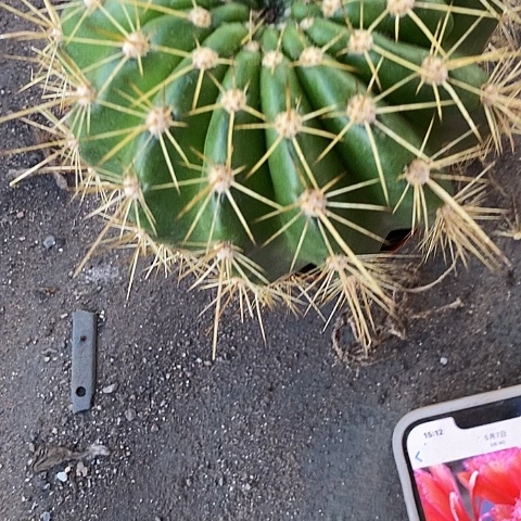 荣耀毛花18.9瑕疵清仓3678999