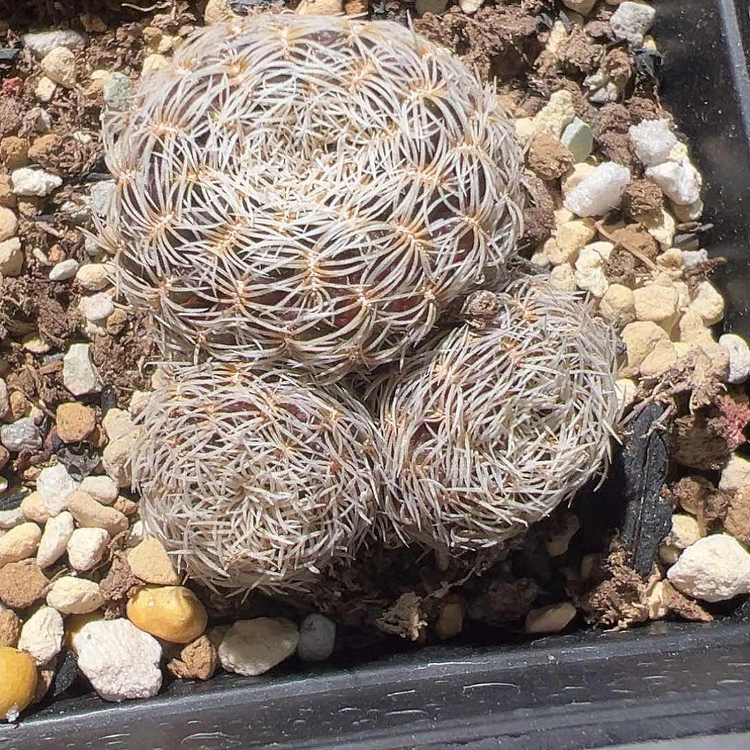 ℡****o三头小宝山 仙人球