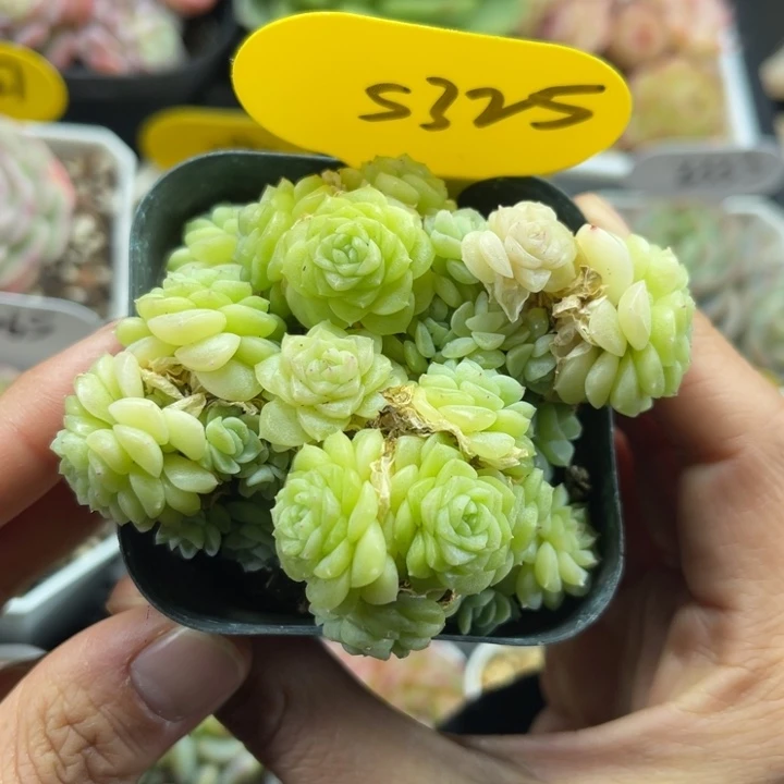 白透花朵脸麦秆群5325