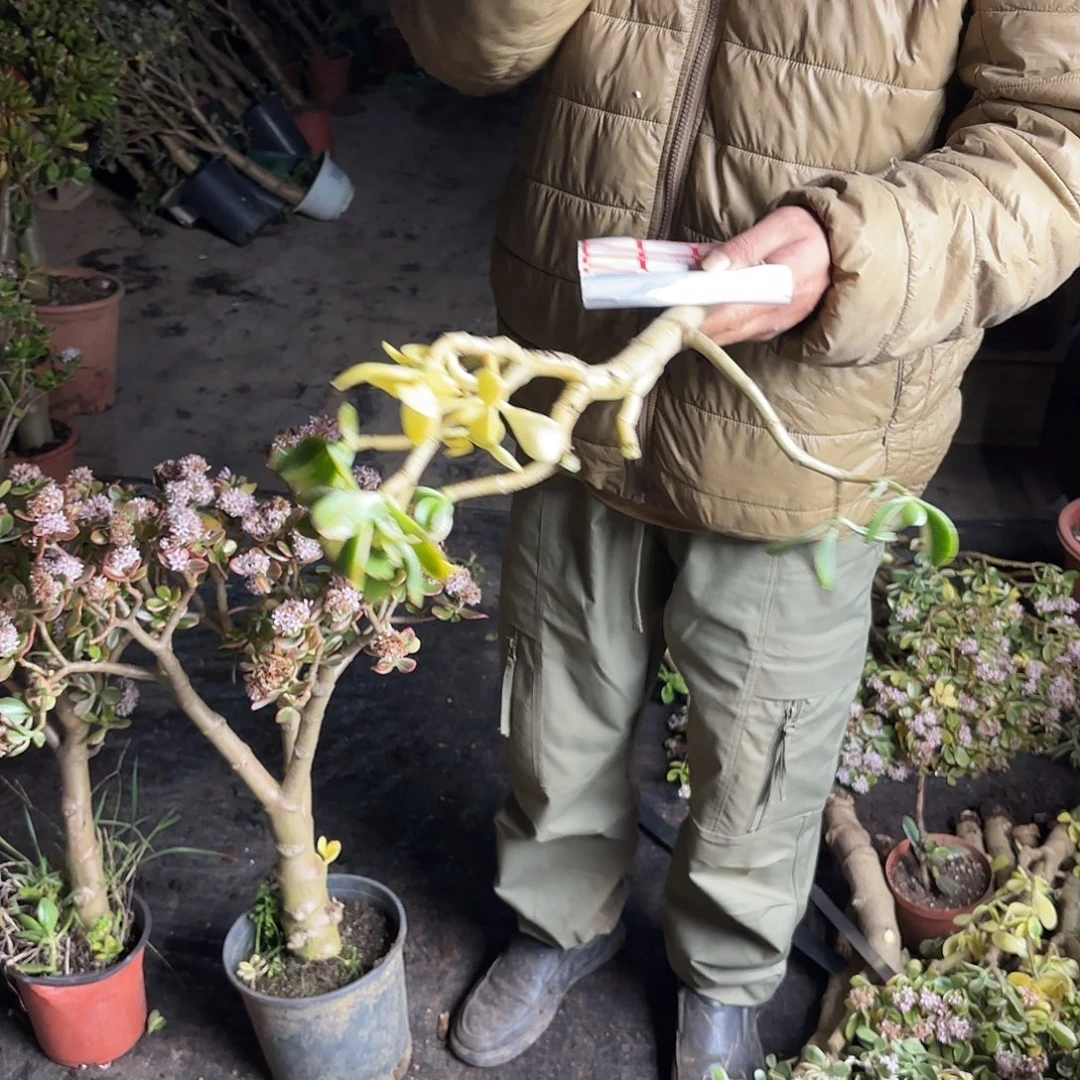 雪***步0832三色花月白锦