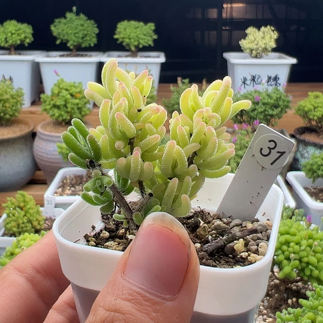 31号荧光兔锦6.7多肉