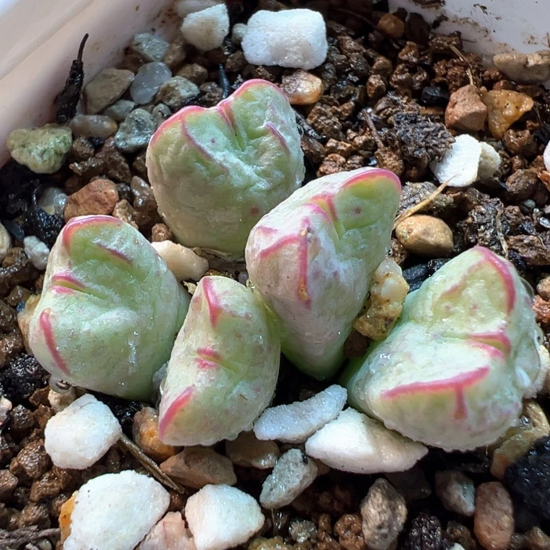 411多肉植物种类多样